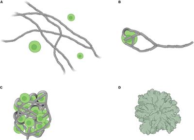 Towards a Systems Biology Approach to Understanding the Lichen Symbiosis: Opportunities and Challenges of Implementing Network Modelling